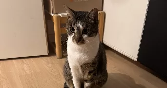 myriam pet sitter à MONTESSON 78360