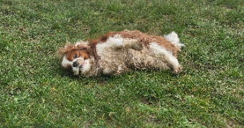 marlene pet sitter à AUNEAU BLEURY ST SYMPHORIEN 28700_22