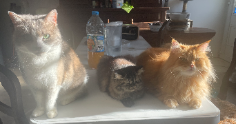 marie pet sitter à DEVILLE LES ROUEN 76250_2