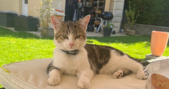 cat'pattes cat sitter à HAYANGE 57700_4