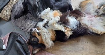 sophie pet sitter à TREVOU TREGUIGNEC 22660_6