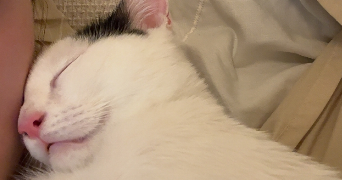 jade pet sitter à GRAND CHARMONT 25200_6