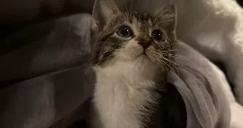 jasmine pet sitter à MAUREPAS 78310