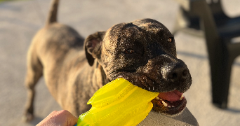 claire pet sitter à NOISY LE ROI 78590_5