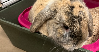 cassy pet sitter à VELIZY VILLACOUBLAY 78140_2