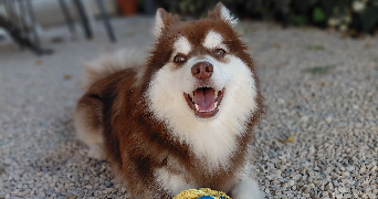 charlotte pet sitter à ST CYR SUR MER 83270_8