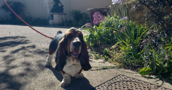 ana pet sitter à VERSAILLES 78000_6