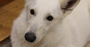 nicolas pet sitter à MAROLLES EN BRIE 94440_5