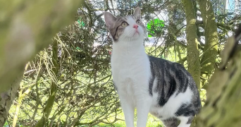 marion pet sitter à ALENCON 61000_2