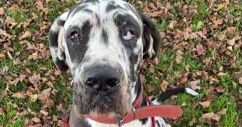 mauryne pet sitter à LOUGRATTE 47290_1