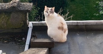 lou-anne pet sitter à Marquette lez lille 59520_7
