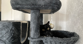 luna pet sitter à PONTARLIER 25300_2