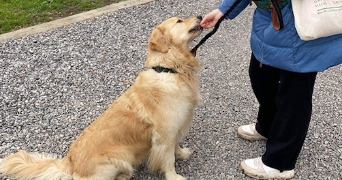 marine pet sitter à ISSY LES MOULINEAUX 92130_4