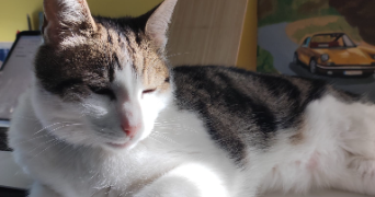 elisa pet sitter à STE GENEVIEVE DES BOIS 91700_2