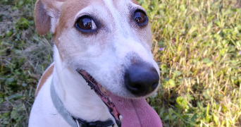 manon pet sitter à METZ 57070_0