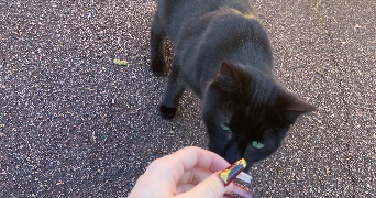 salomé pet sitter à ANGERS 49000_3
