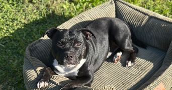 octavie pet sitter à MEAUX 77100_2