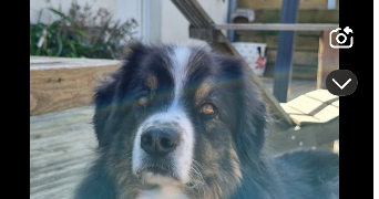 eloan pet sitter à CHERBOURG EN COTENTIN 50110_2