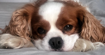 anaïs pet sitter à LE MESNIL ESNARD 76240_5