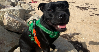 malvina pet sitter à VERNEUIL D AVRE ET D ITON 27130_6