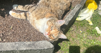 christel pet sitter à NANTES 44300_5