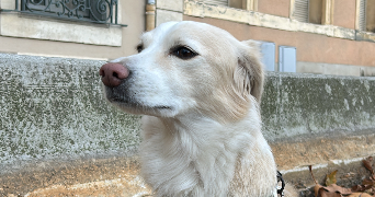 angeline pet sitter à CARCASSONNE 11000_7