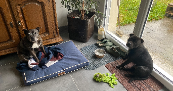 manon pet sitter à VERRIERES 10390_9