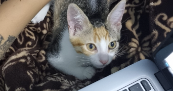 laura pet sitter à ALFORTVILLE 94140_2