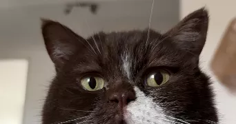 davia pet sitter à AJACCIO 20090