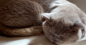 florine pet sitter à LA ROCHELLE 17000_3