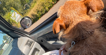 tiziana pet sitter à QUEVEN 56530_1