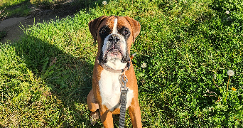alexandra pet sitter à Gaillac 81600_8