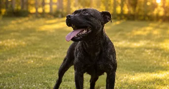 selenes pet sitter à MEILLERAY 77320