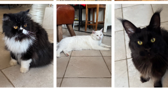 ophelie cat sitter à CHARTRES 28000_34