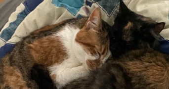 estelle pet sitter à LOOS 59120_2