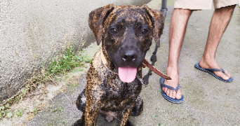 james pet sitter à BREST 29200_3