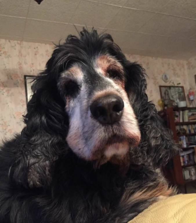 isabelle pet sitter à Meillant 18200_0