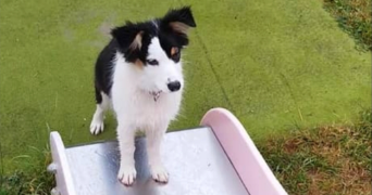 manon pet sitter à ROUBAIX 59100_1