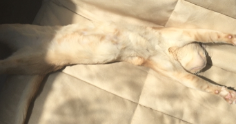 louise-marie pet sitter à ORLEANS 45000_3