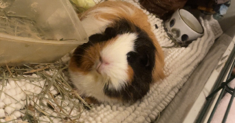 aude pet sitter à L'union 31240_5