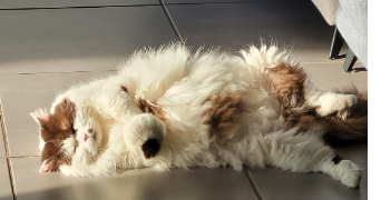 audrey pet sitter à SALES 74150_0