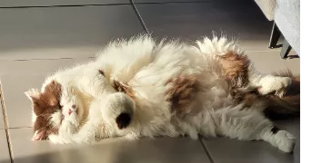 audrey pet sitter à SALES 74150