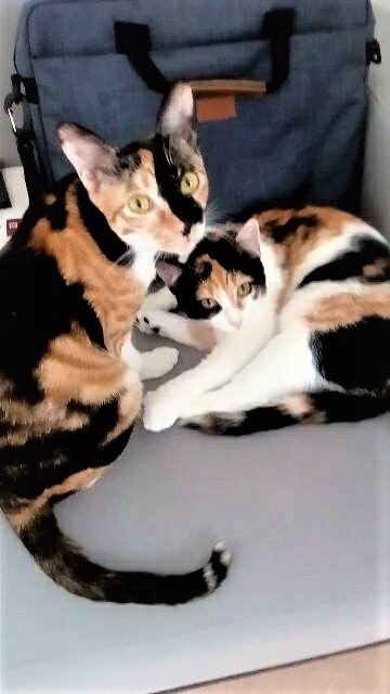 anne pet sitter à FONTENAY AUX ROSES 92260_1