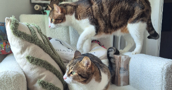 lucie pet sitter à RUFFIGNE 44660_1