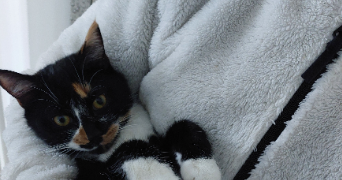 isabelle pet sitter à MEAUX 77100_2