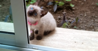 amina pet sitter à NIMES 30000_0
