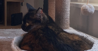 flora pet sitter à MARLY 59770_6