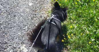 alicia pet sitter à LIMOGES 87000_3