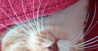 mireille pet sitter à PARIS 19 75019_4