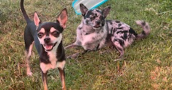 Elodie pet sitter à MARMANDE 47200_0